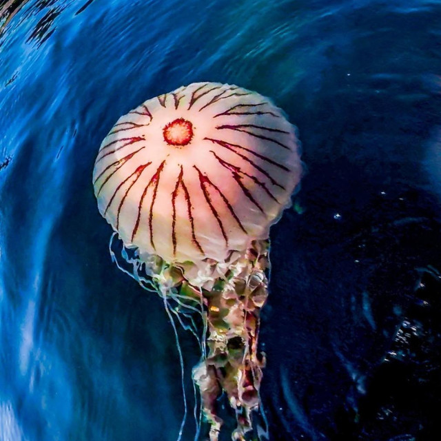 Kompas meduza