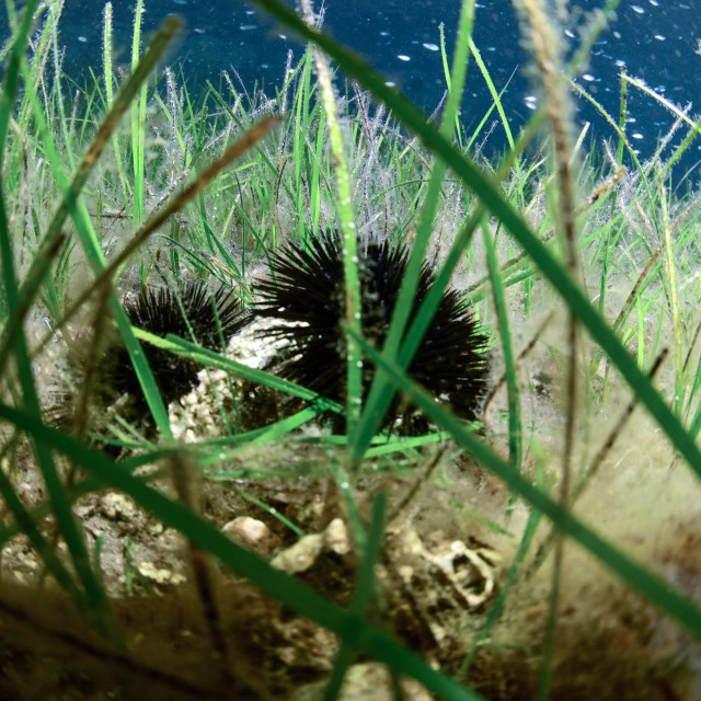 Ilustrativna fotografija