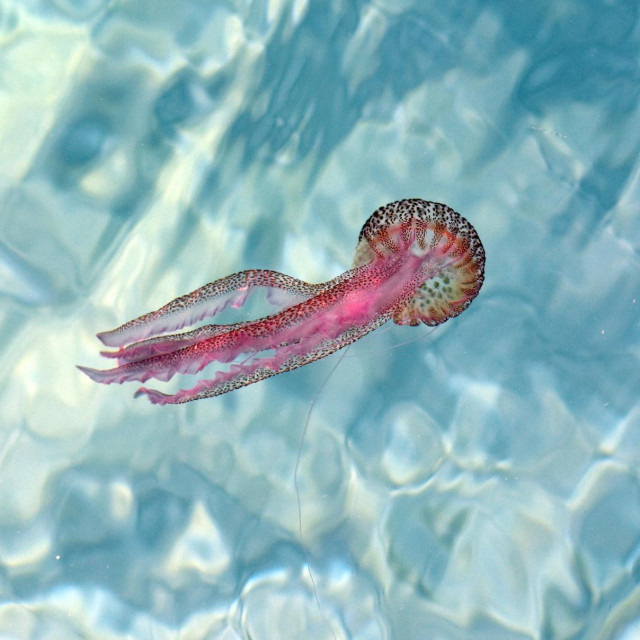 Ilustrativna fotografija