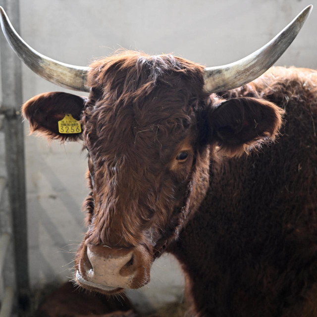 Govedo, ilustrativna fotografija