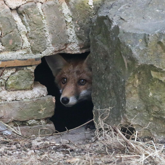 Jedna od lisica u brlogu