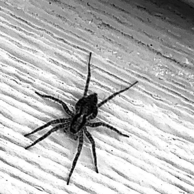 Smeđi pauk samotnjak