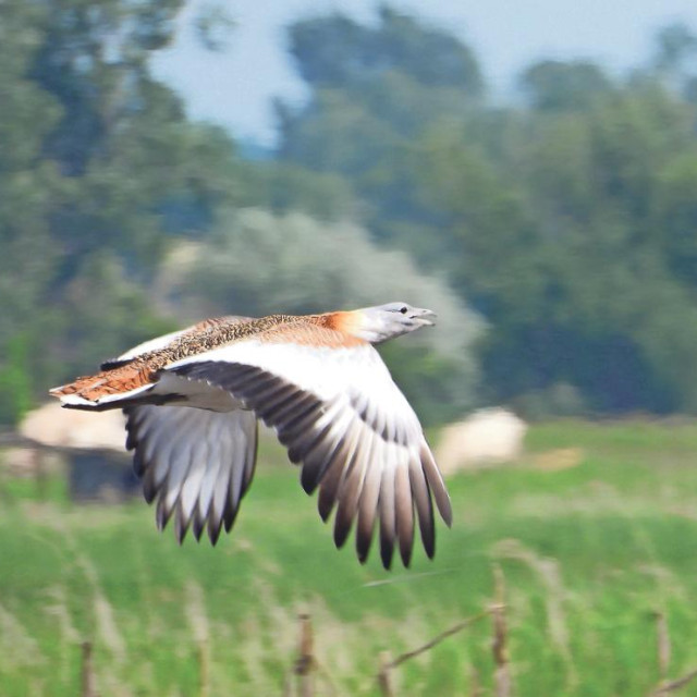 Velika droplja
