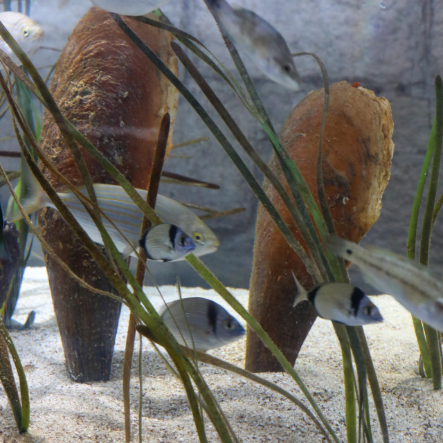 Uzgoj u pulskom akvariju, ilustrativna fotografija