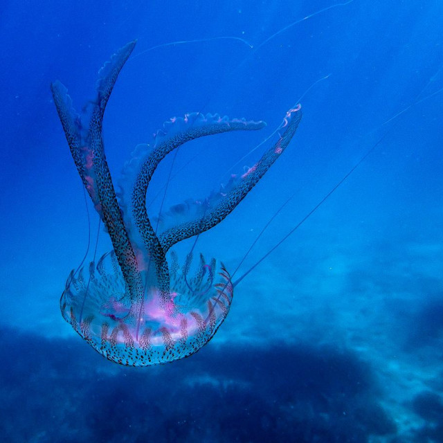 Morska mjesečina, ilustrativna fotografija