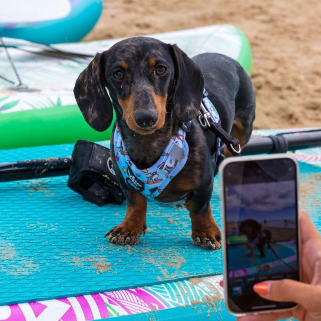 Jazavčar, ilustrativna fotografija