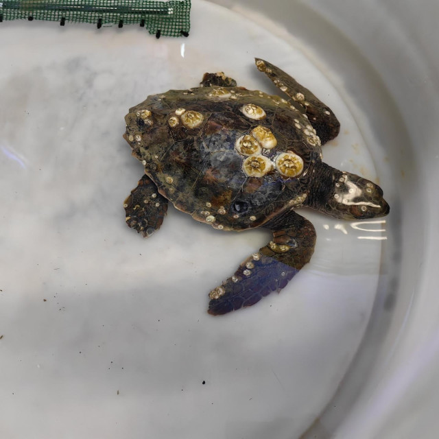 Glavata želva na oporavku, ilustrativna fotografija