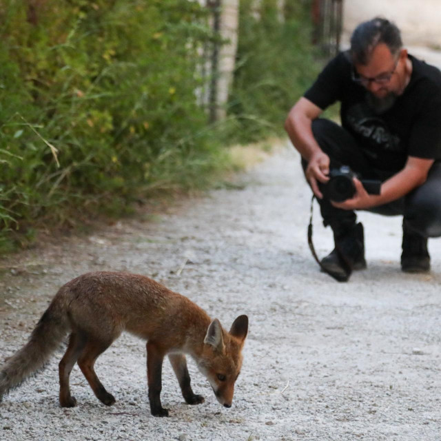 Jedna od ‘pitomih‘ lisica u Puli
