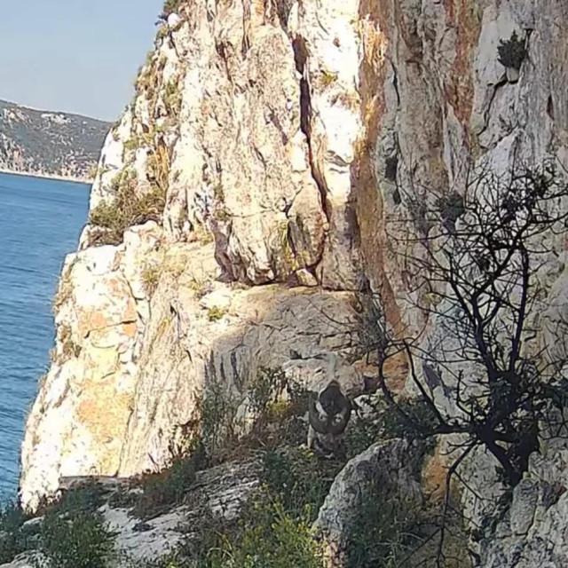 Prizor s litice na kojoj se gnijezdi jedan par supova