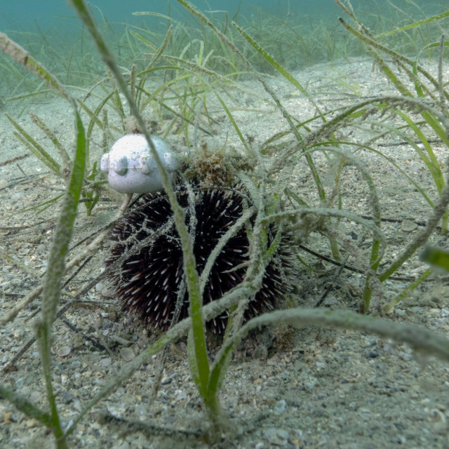 Ilustrativna fotografija