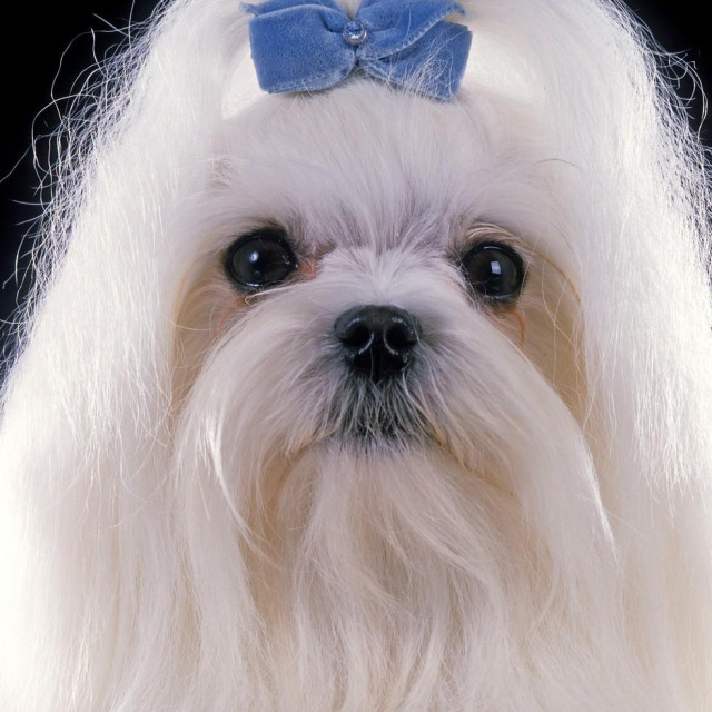 Maltezer, ilustrativna fotografija