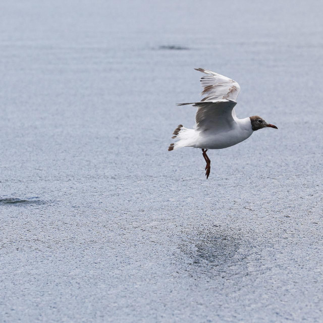 Čigra, ilustrativna fotografija