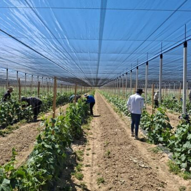 Moslavina voće, plantaža krastavaca kornišona