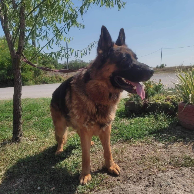 Lucky je ostavljen ispred azila