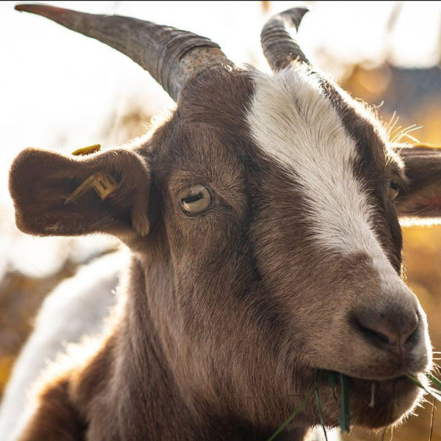 Ilustrativna fotografija