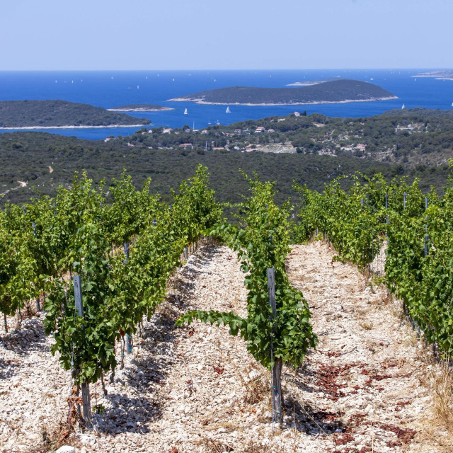Vinogradi dobričića na Šolti
