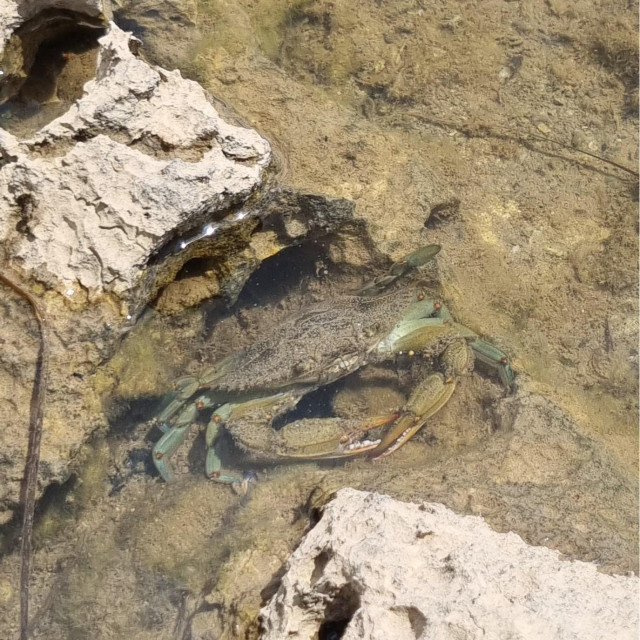 Plavi rak