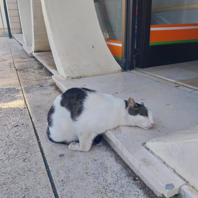 Studenaca smo snimali dan za danom ispred trgovine