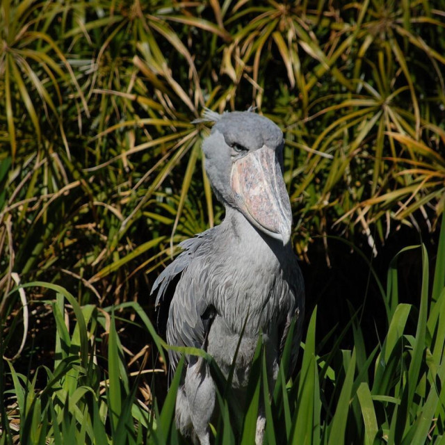 Image: 982103413, License: Rights-managed, Restrictions:, Model Release: no, Credit line: Victor Wallner/Alamy/Profimedia