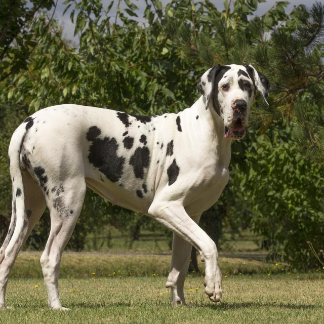 ilustrativna fotografija