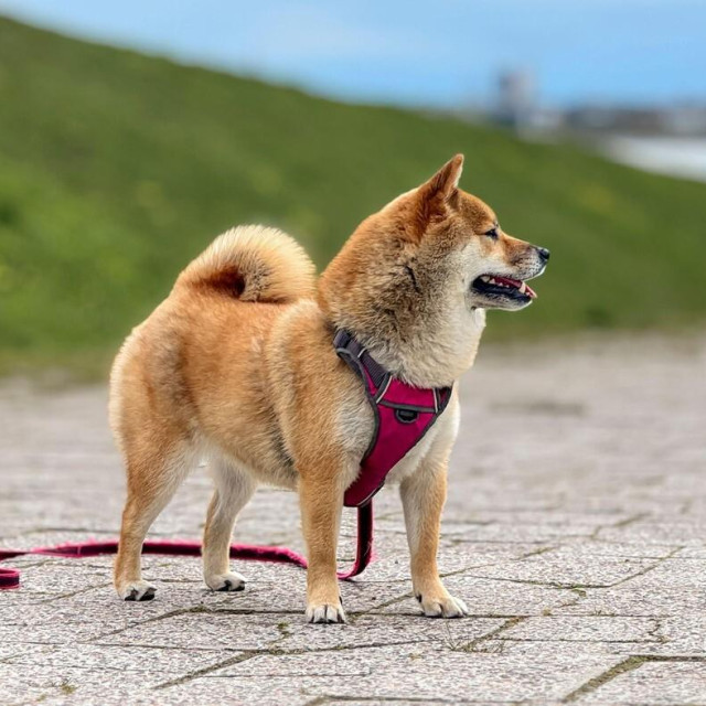Adorable red Shiba Inu dog happily walking on lush green grass outdoors on a sunny summer day. High-quality, pet-friendly image perfect for nature, outdoor, or lifestyle projects. Copy space.,Image: 1021311856, License: Royalty-free, Restrictions:, Model Release: no, Credit line: Don huan karlo/Alamy/Profimedia