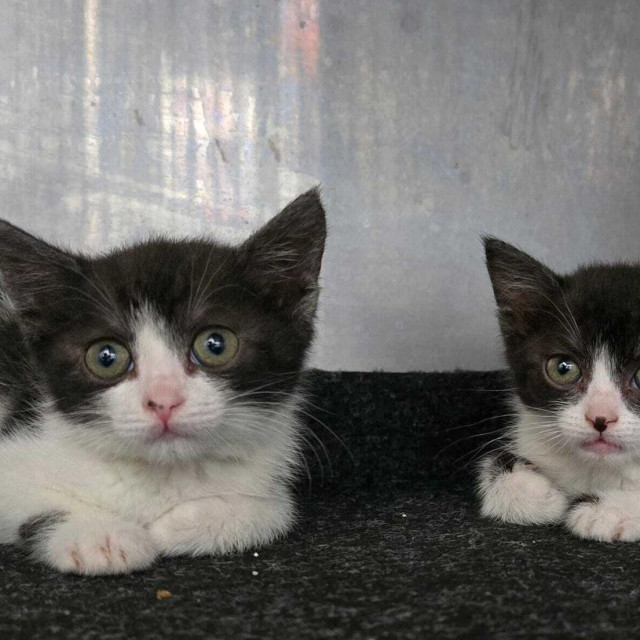 Mačići koji traže dom