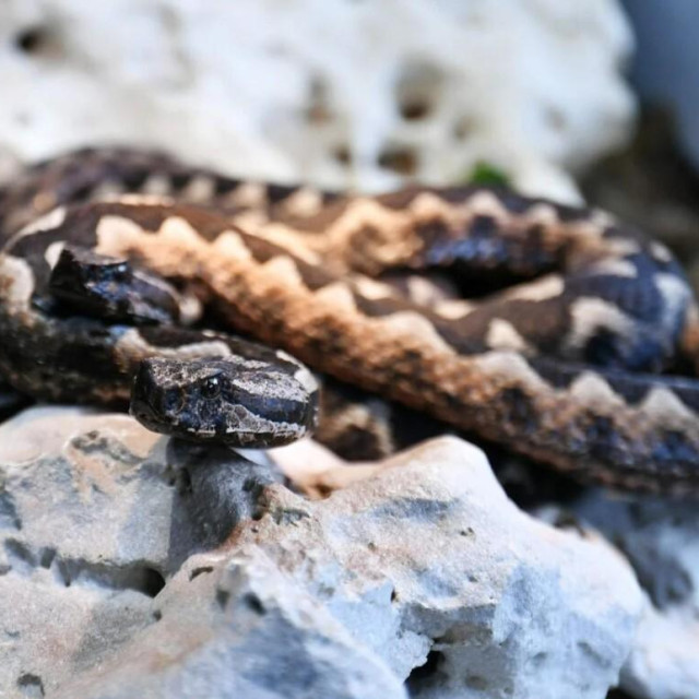 Poskok, ilustrativna fotografija