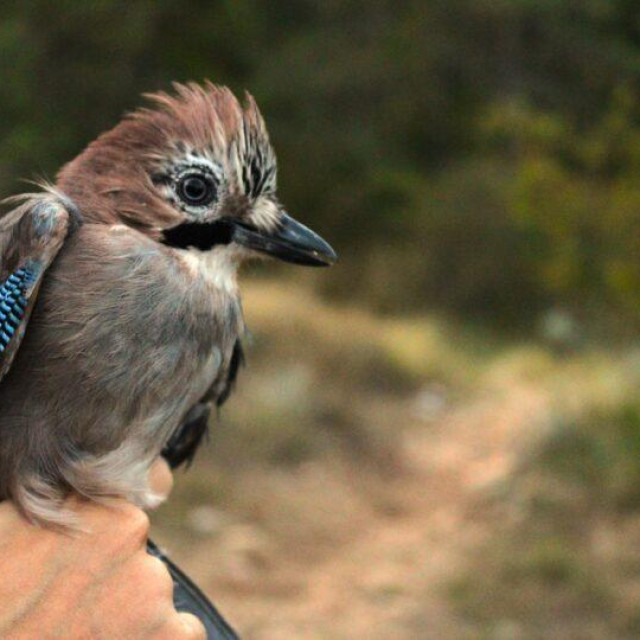 Šojka (Garrulus glandarius), ilustrativna fotografija
