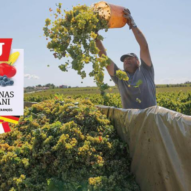 Vinograd Agrolagune