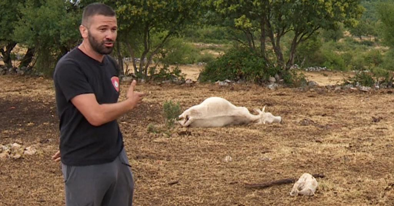 Izvanredna presica u 8.30 nakon što je otkriven uzrok pomora stoke kod Vrlike