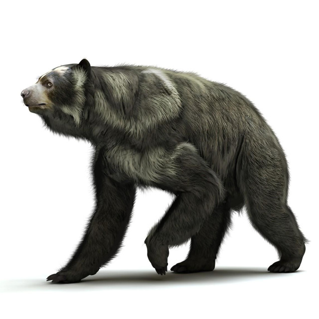 Ilustrativna fotografija kratkonosog medvjeda