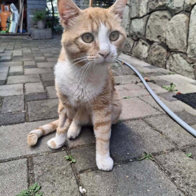 Privatni album/Mandičina udruga