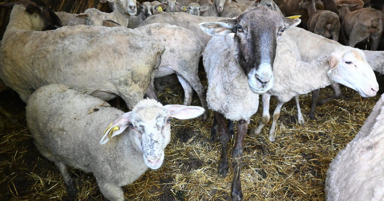 U Sloveniji se po prvi put pojavila bolest plavog jezika u ovaca serotipa 8