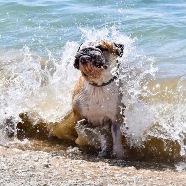 Psi se rashlađuju u moru na psećoj plaži u Duilovu