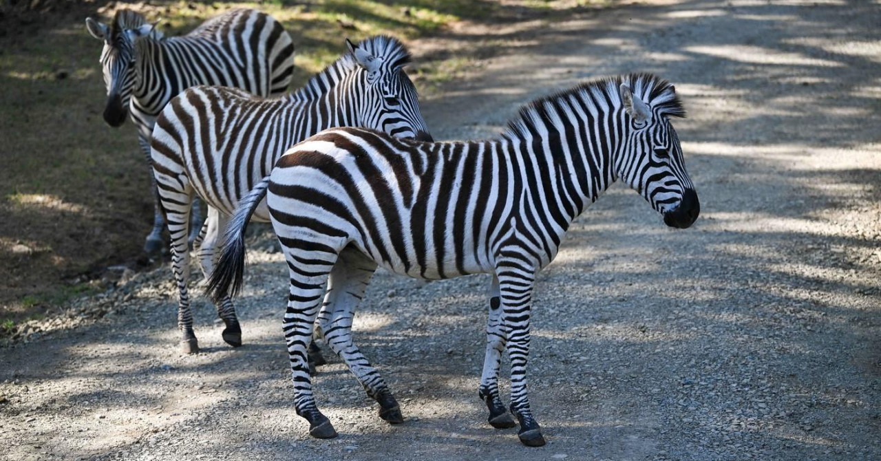 Zebre pobegnile iz cirkusa in povzročile vznemirjenje v Münchnu