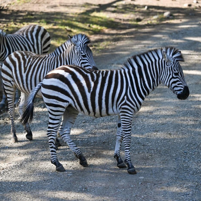 Zebre, ilustracija