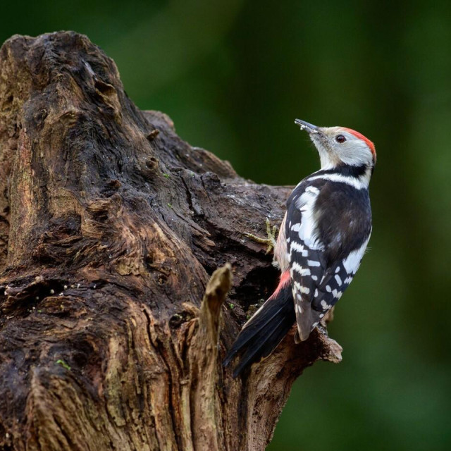 Crvenoglavi djetlić, ilustrativna fotografija