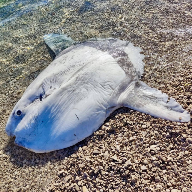 Bucanj na plaži