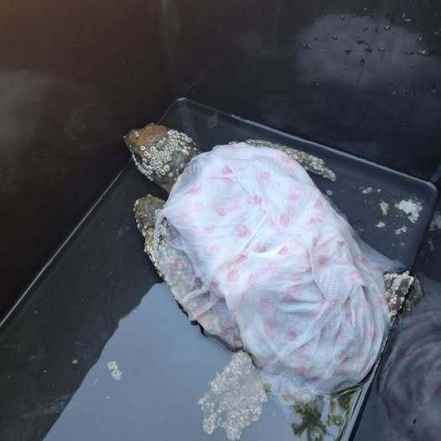 Želva koja je dobila ime Star