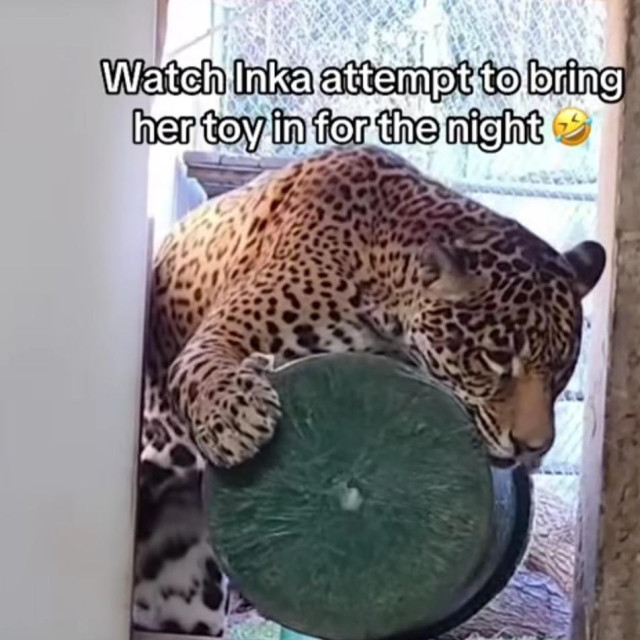 37218580