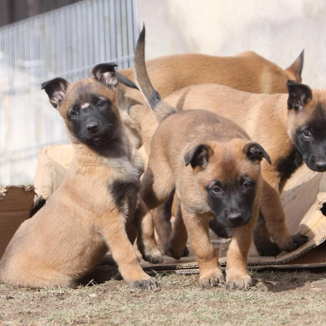Štenci belgijskog ovčara, ilustrativna fotografija