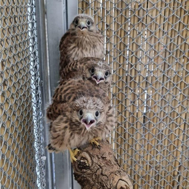 Vjetruše, ilustrativna fotografija