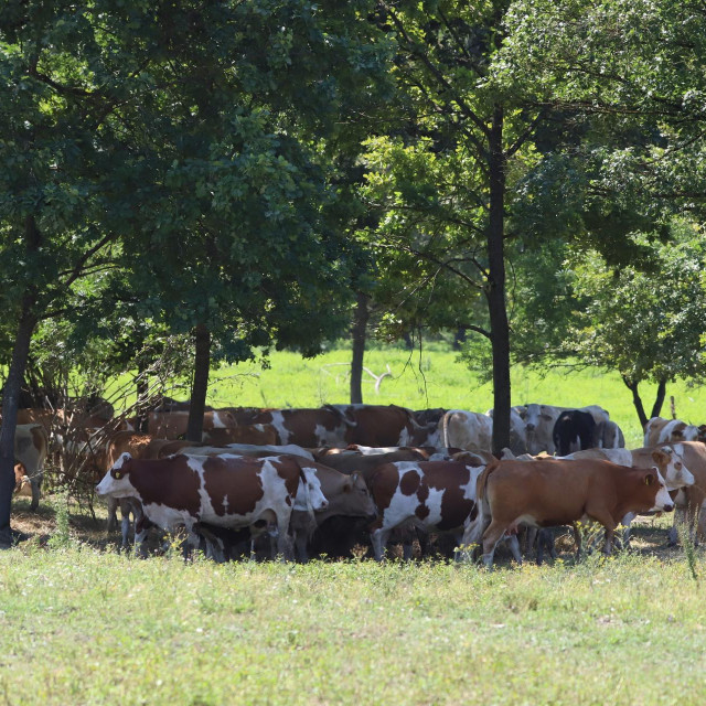 Ilustrativna fotografija
