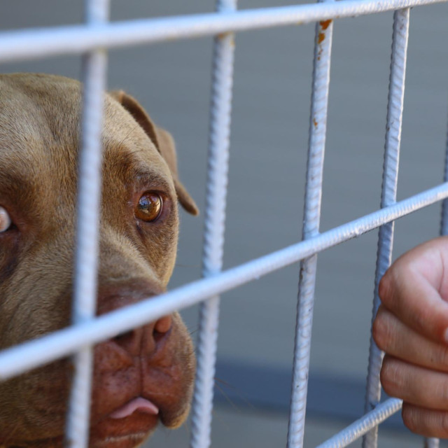 Prizor kojeg smo prošle godine snimili na Karepovcu, ilustrativna fotografija