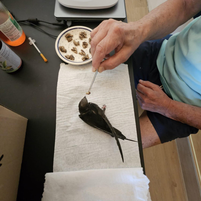 Hranjenje nije lak posao