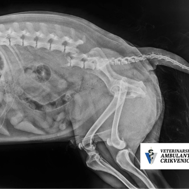 VET Centar Crikvenica