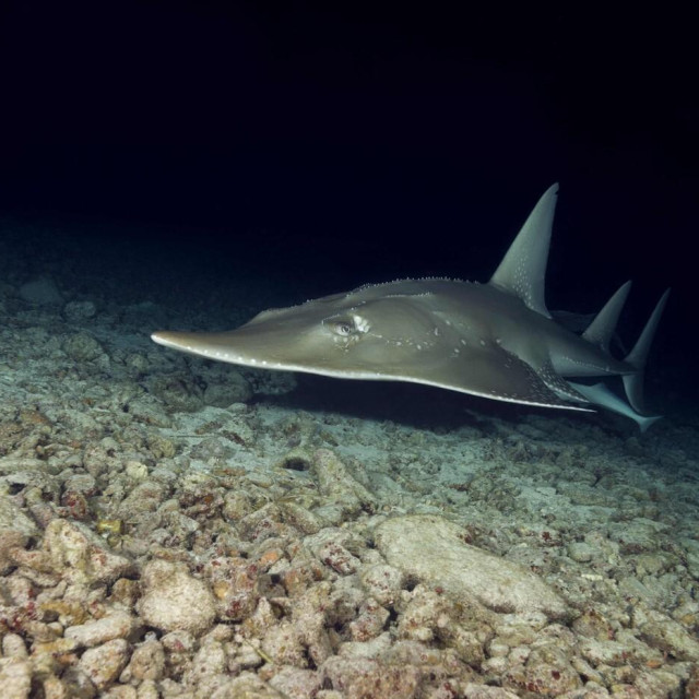 Ilustrativna fotografija