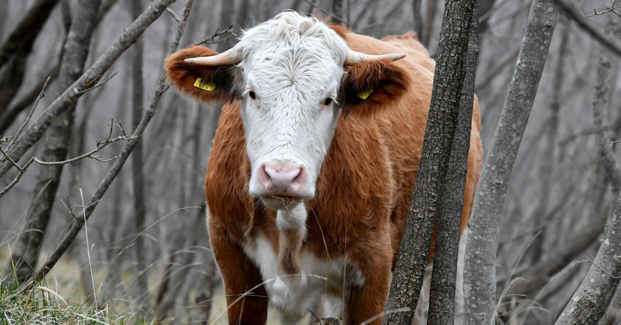 Raste broj uzoraka uginule stoke pozitivnih na bedrenicu: Od 59 uzoraka pozitivno je njih 27