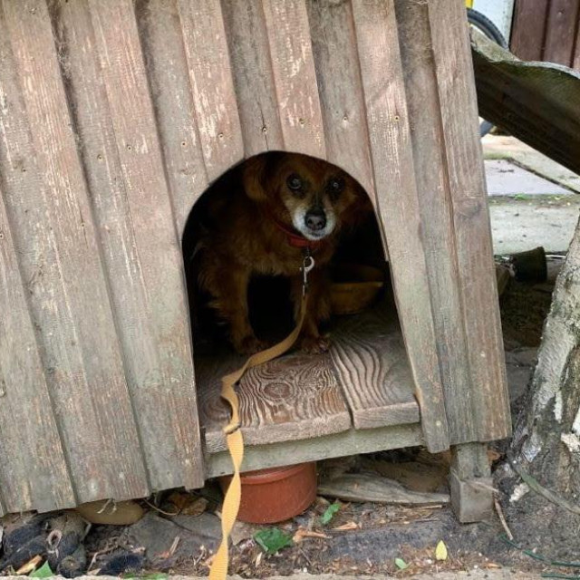 Pas na lancu, ilustrativna fotografija