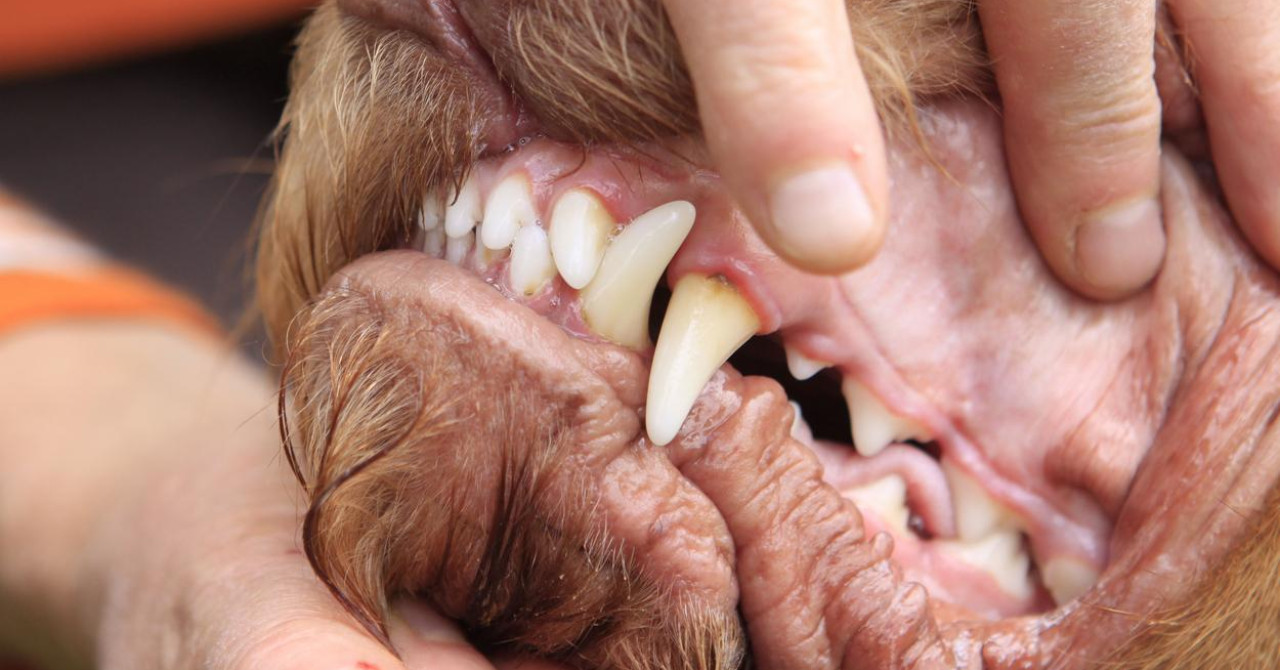 Nekdanjega nogometaša Barcelone v Grčiji ugriznil pes